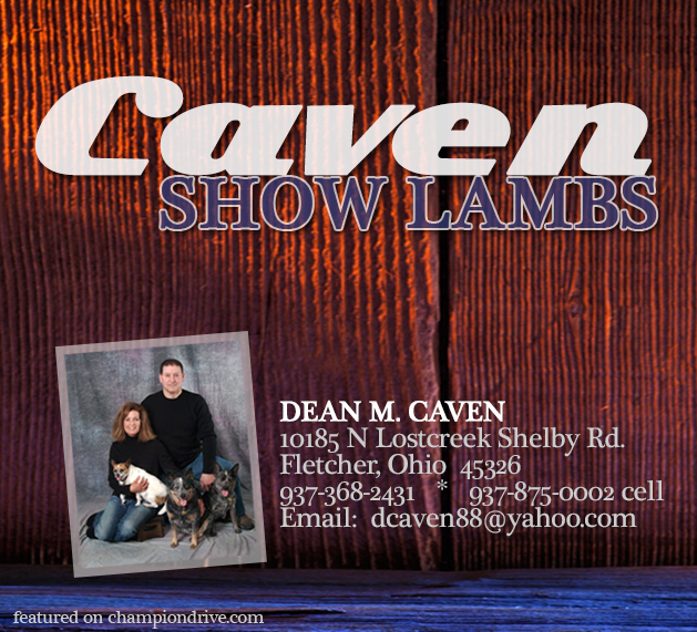 Caven Show Lambs
